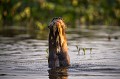 Loutre gante du Brsil