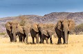 Dwelling Desert Elephants