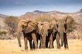 Dwelling Desert Elephants