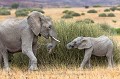 Dwelling Desert Elephants