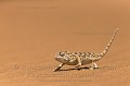 Namaqua Chameleon