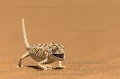 Namaqua Chameleon