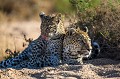 Leopard, mother and cub