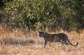 Jeune lopard suivant sa mre  la chasse