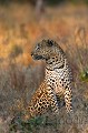 Big Male Leopard