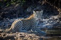 Leopard Cub