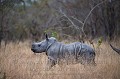 White Rhinoceros