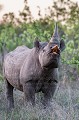 Black Rhinoceros