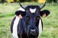 Vache de race Bretonne Pie Noir