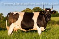 Vache de race Bretonne Pie Noir