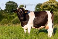 Vache de race Bretonne Pie Noir