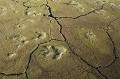 Traces d'Hippopotames dans l'Okavango