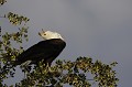 Aigle pecheur, lance son cri depuis un arbre