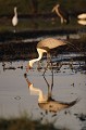 Grue caronculee en train de se nourrir d'un escargot d'eau