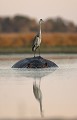 Heron, cendre en train de pecher, perche sur le dos d'un hippo au lever du jour.