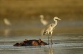 Grey Heron Fishing on top of a Hippo