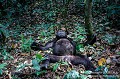 Chimpanzee in Uganda - FEBRUARY 2018