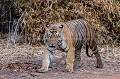 Bengal Tiger in India