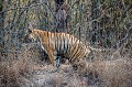 Indian Tiger marking territory