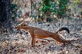 Chien sauvage indien ou Dhole