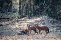 Indian Wild Dogs Puppies or Dhole