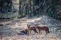 Jeunes chiens sauvages indiens ou Dholes