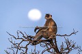 Langur Monkey enjoying sunset in front of the Full Moon Rising, in India