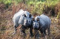 Indian Rhinoceros in Kaziranga