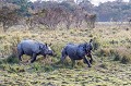 Indian Rhinoceros in Kaziranga