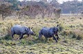 Couple de Rhinoceros indiens dans le parc de Kaziranga en Inde