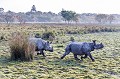 Indian Rhinoceros in Kaziranga