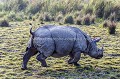 Rhinoceros indien mle dans le parc de Kaziranga en Inde