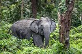 lphant d'Asie dans la fort de Kaziranga en Inde