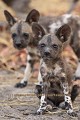 Wild Dog Puppy near-by the den