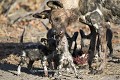 African Wild Dog Poppies, adult feeding