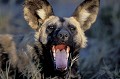 Lycaon baillement / African Wild Dog Yawning