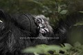 Mountain Gorilla, 