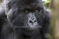 Mountain Gorilla, portrait of a Female.