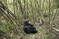 Mountain Gorilla, Mother & her infant suckling Milk.