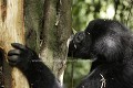 Mountain Gorilla Eating Bark in Forest.