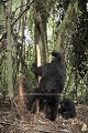 Gorilles de montagne mangent l'corce d'un arbre