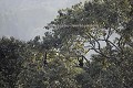 Chimpanzees in the Canopy of the Nyungwe Rain Forest in Rwanda.