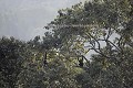 Chimpanzs dans la Canope de la fort Primaire de Nyungwe au Rwanda.