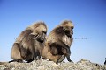 Singes Geladas males clibataires