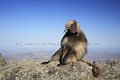 Singe Gelada male clibataire