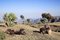 Gelada Baboon Family Feeding on Grass