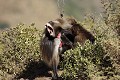 Gelada Baboon Male