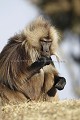 Gelada Baboon Male Eating