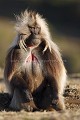 Gelada Baboon Male