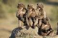 Gelada Baboons Young Males Bachelo